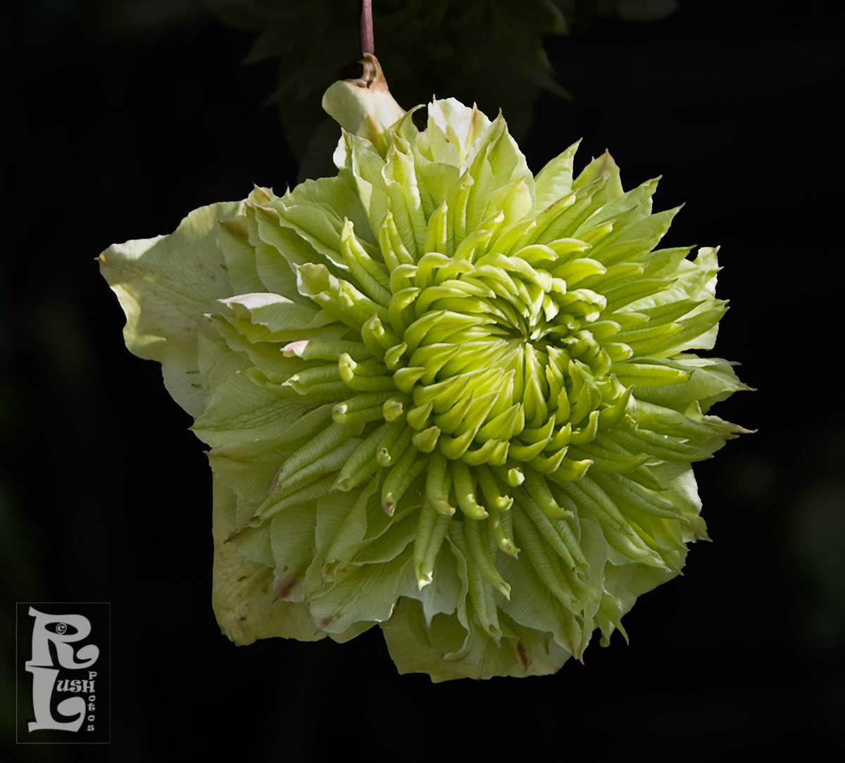 Clematis Florida Plena Alba