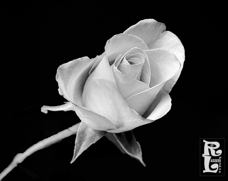 Rose study
