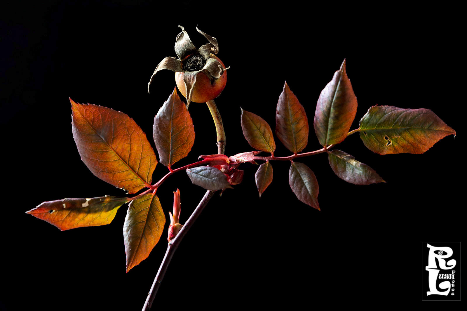 Rose Hip