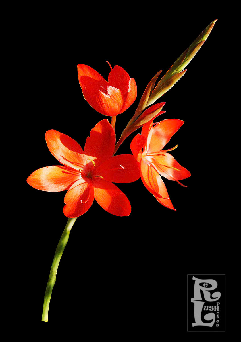 Schizostylus