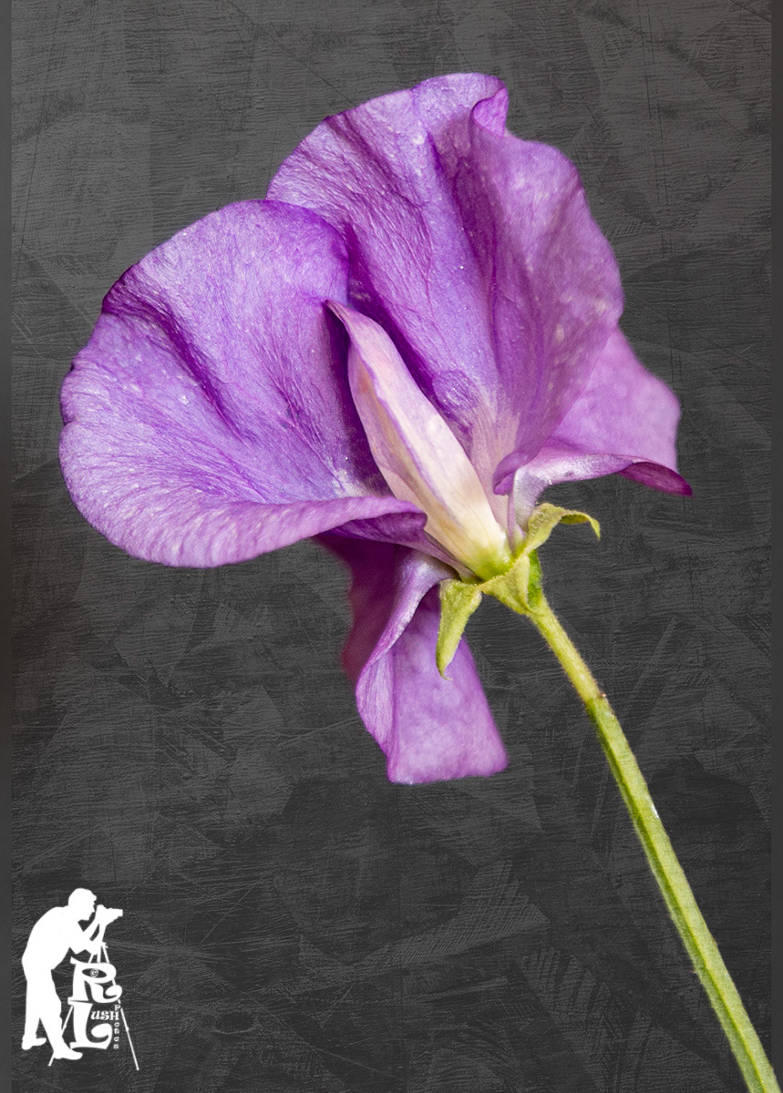 Purple Sweet Pea