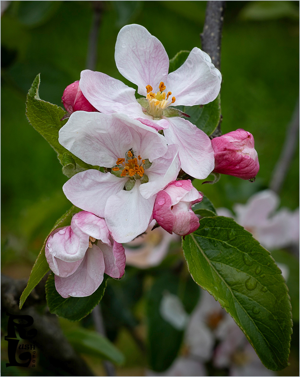 Apple Blossom