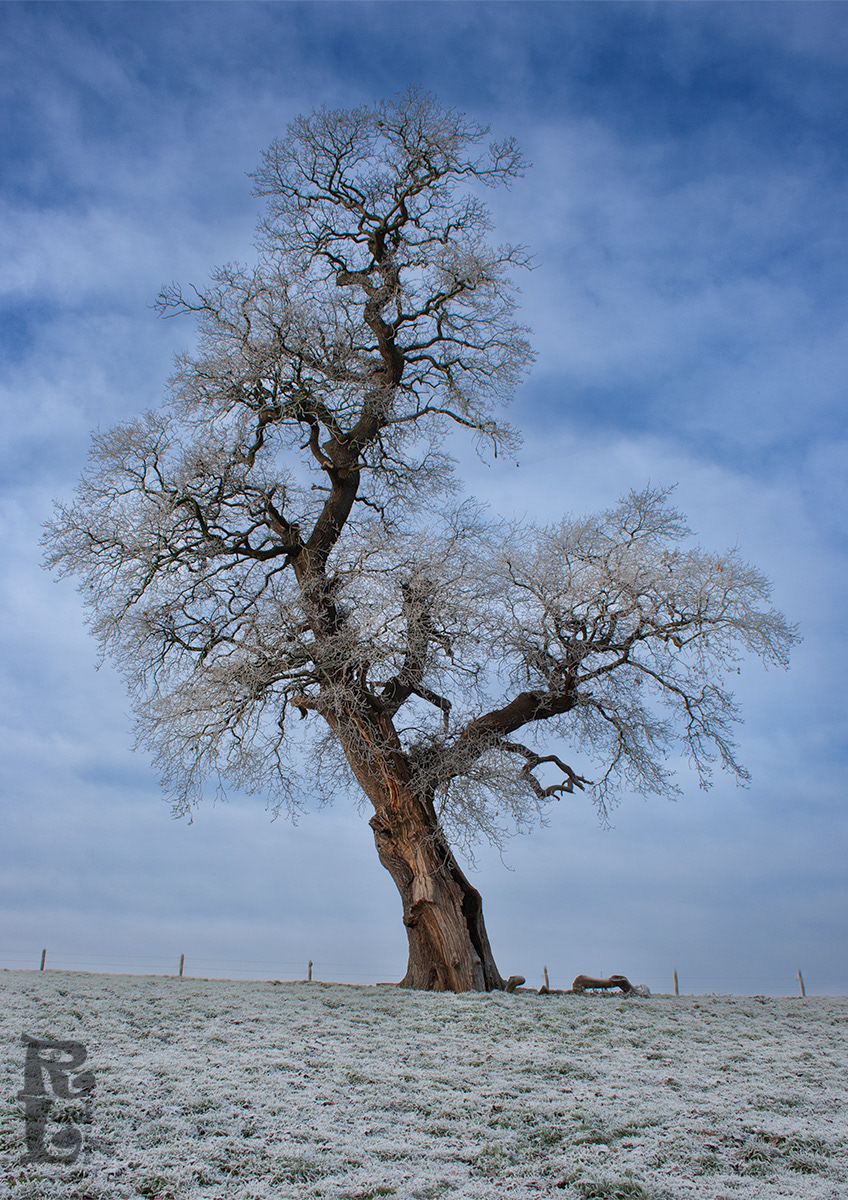 Lone Tree on a Frosty Morning