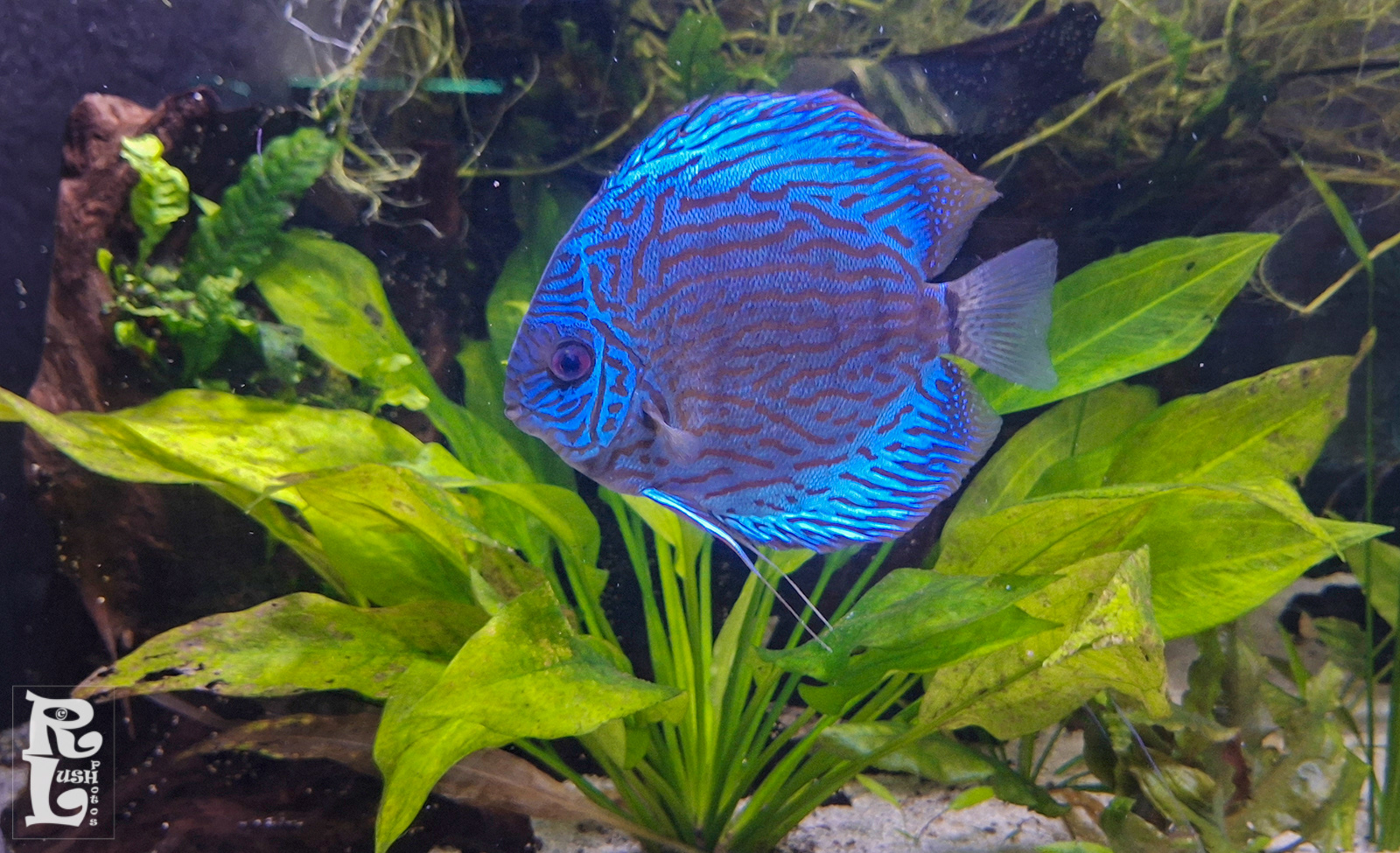 Blue Fish