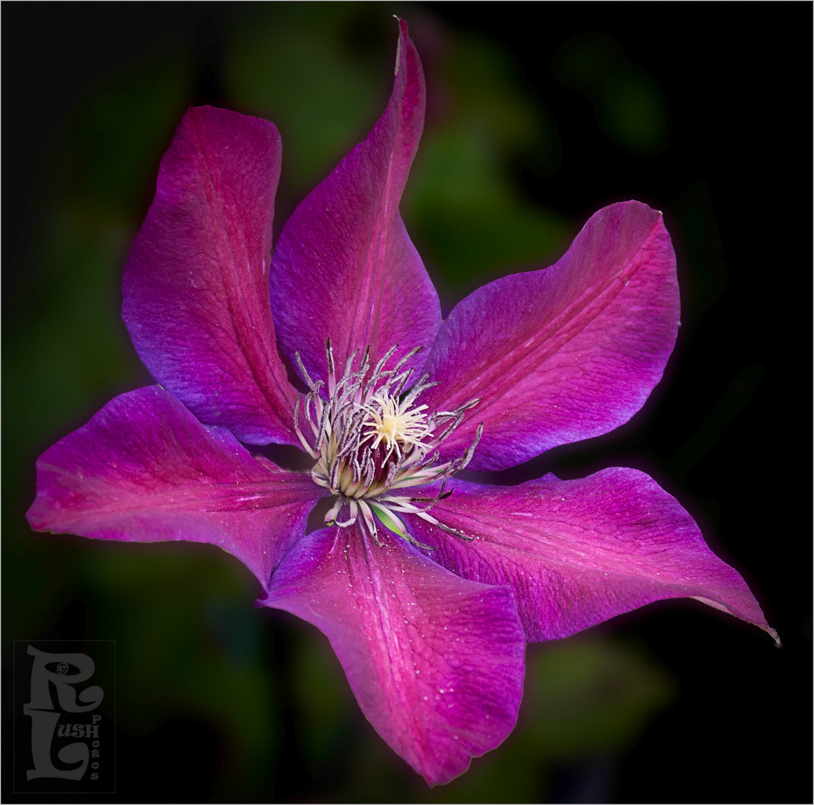 Clematis Mrs Thomson