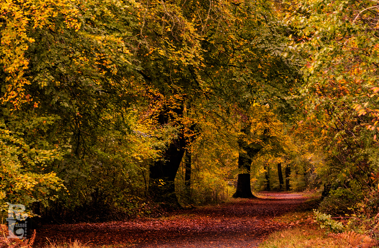 Savernake Forest