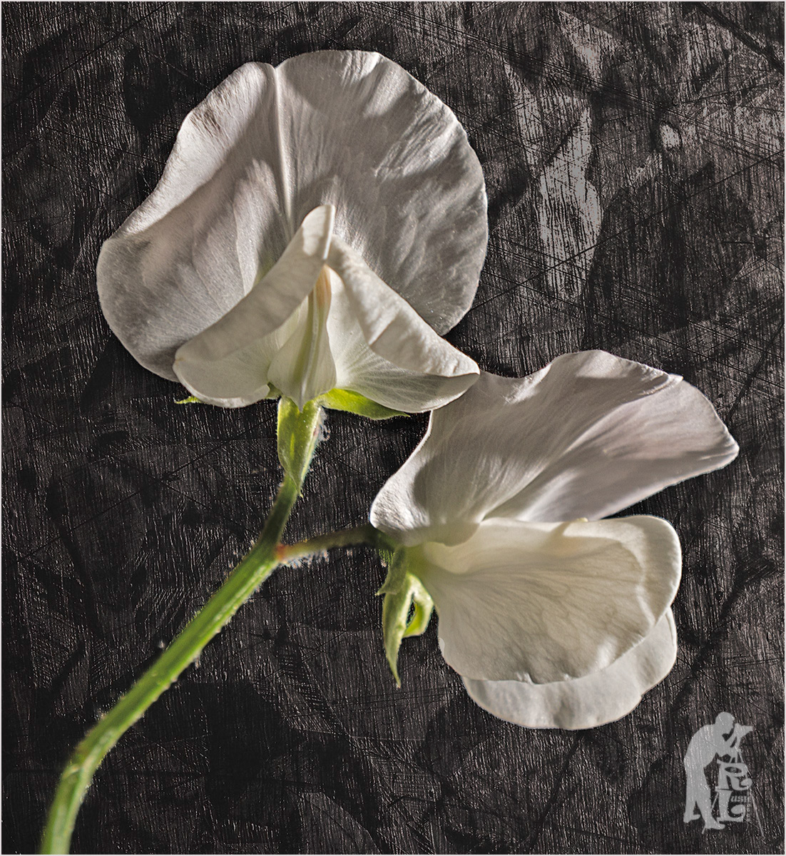 Whire Sweet Pea