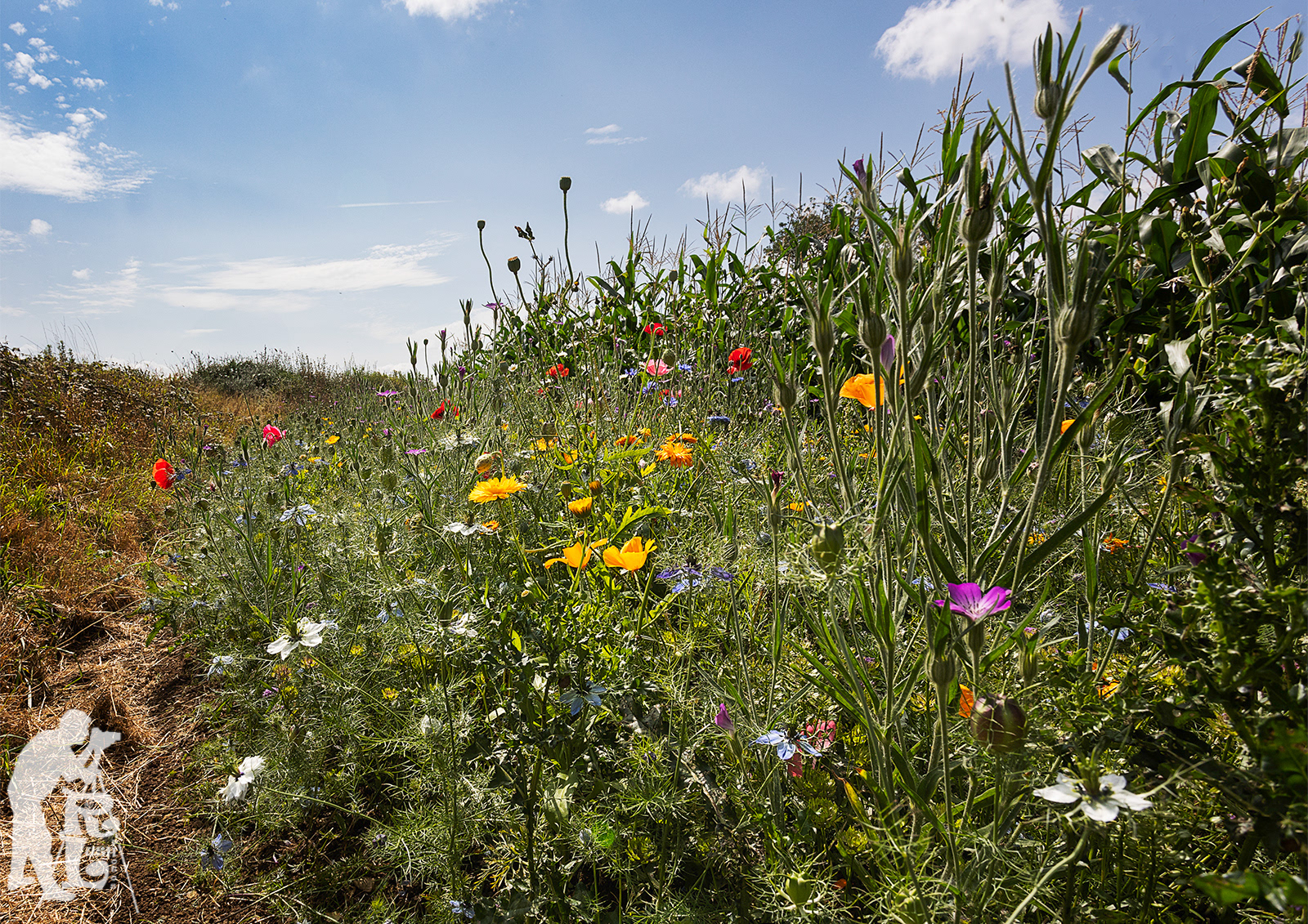 Wild Flower Margin (3)