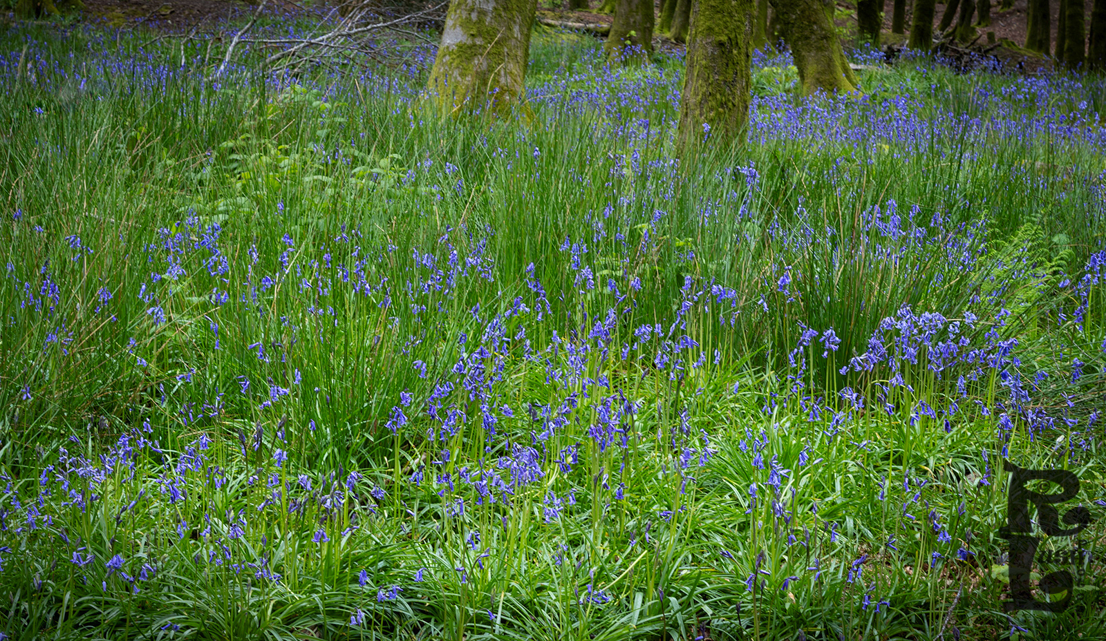 Bluebell Wood