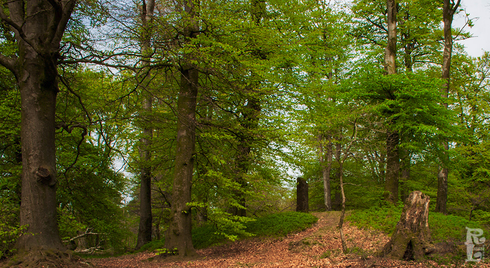 Beacon Hill Woods