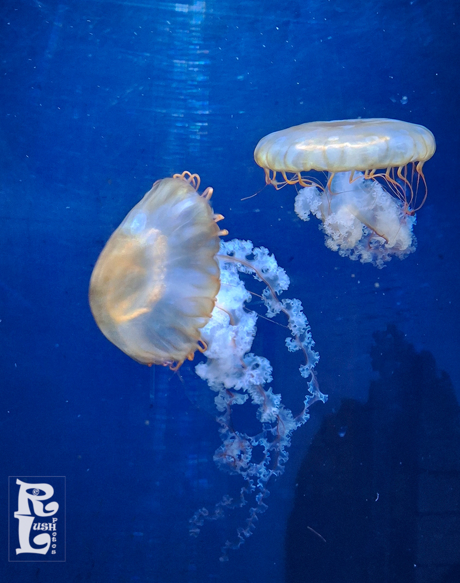 Jellyfish