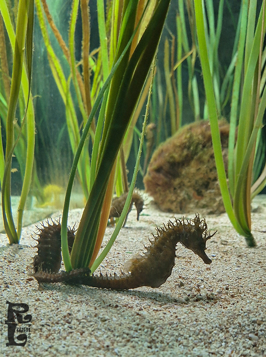 Sea Horses