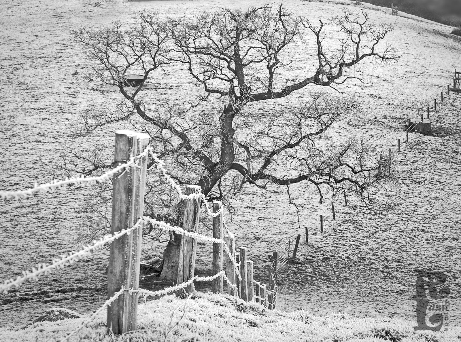 Frosty Fence