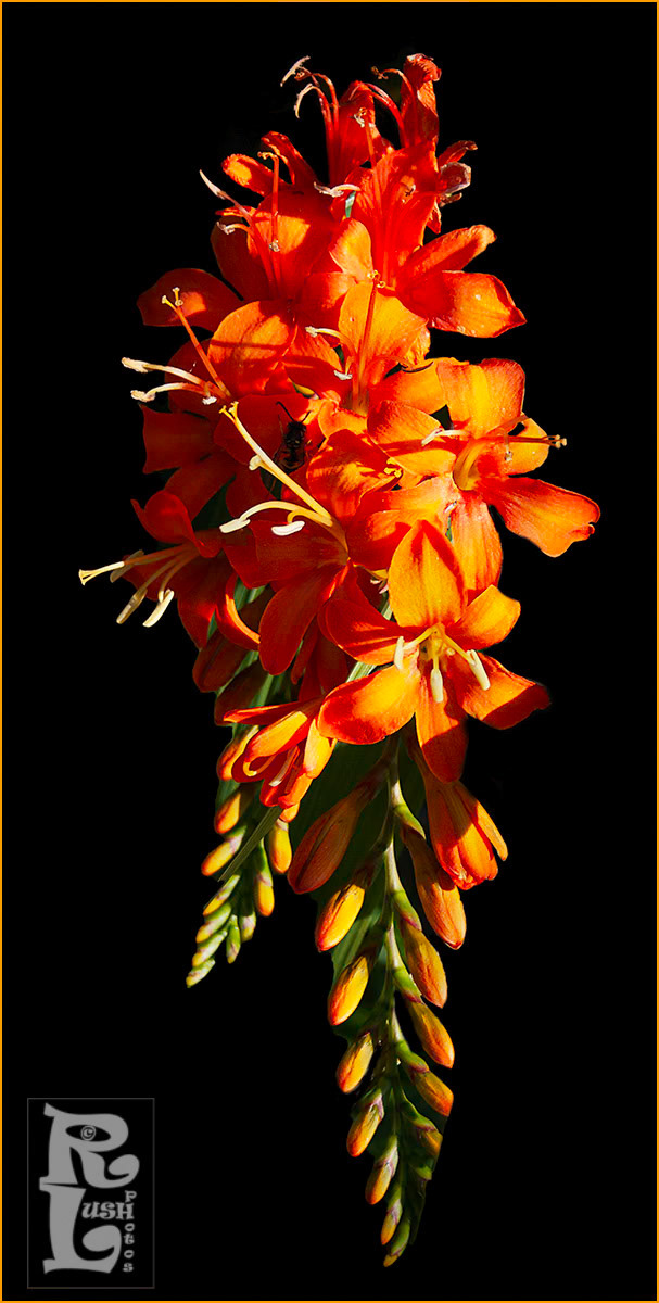 Crocosmia