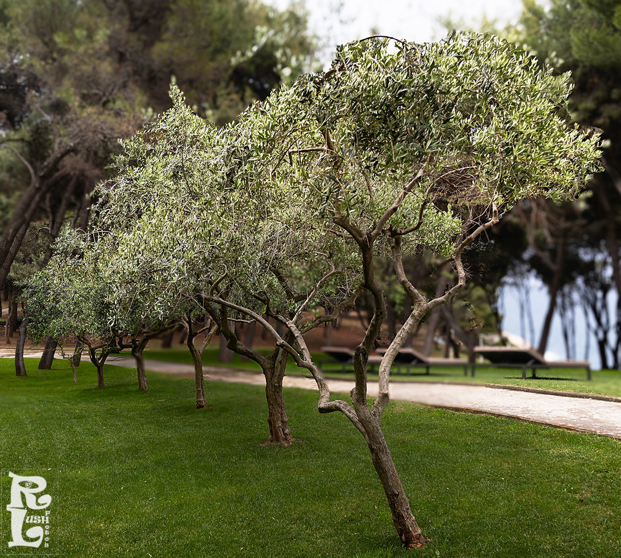 Line of Trees