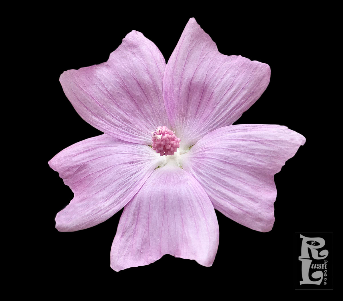 Mallow