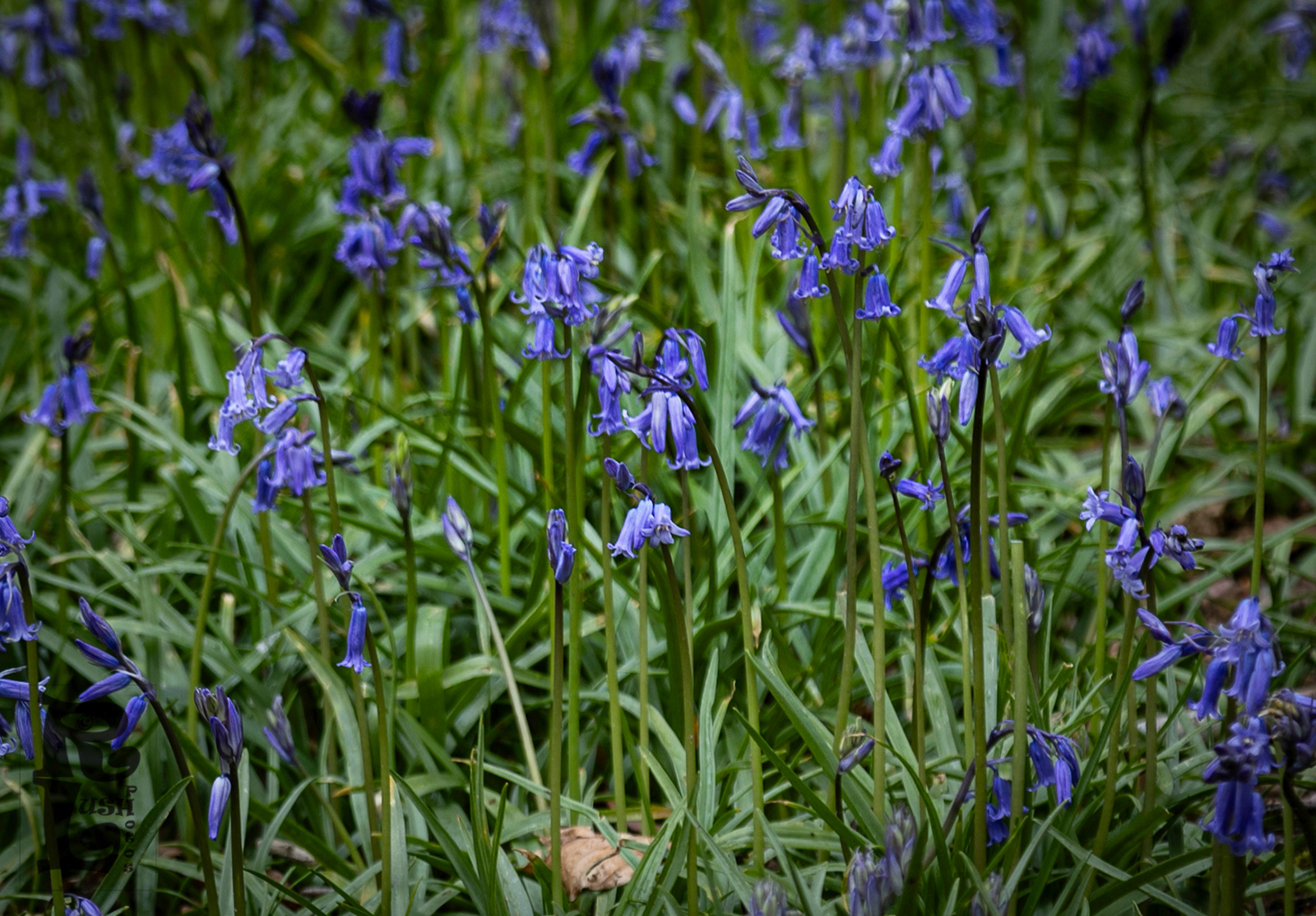 Bluebells