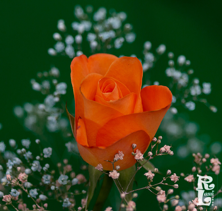 Orange Rose