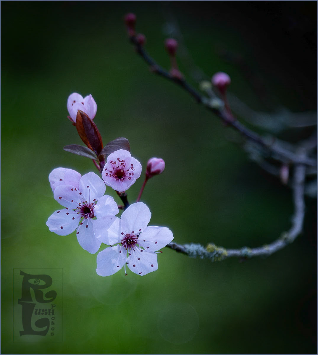 Cherry Blosson
