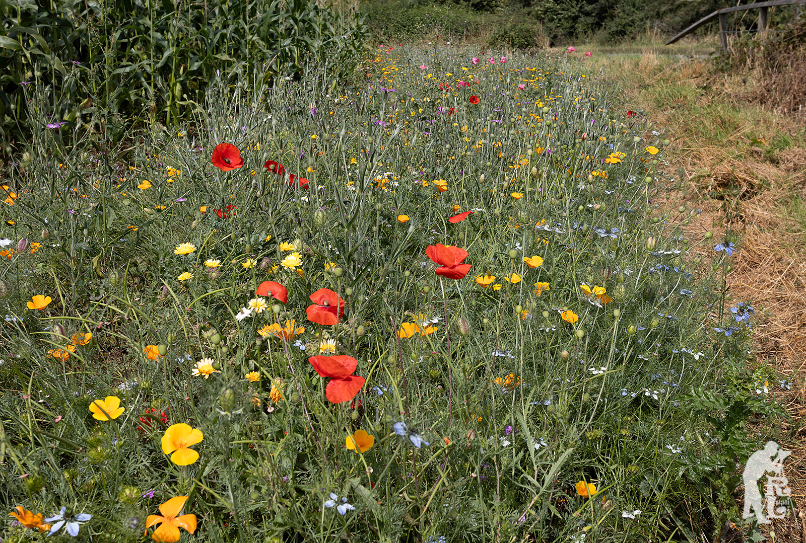 Wild Flower Margin (2)