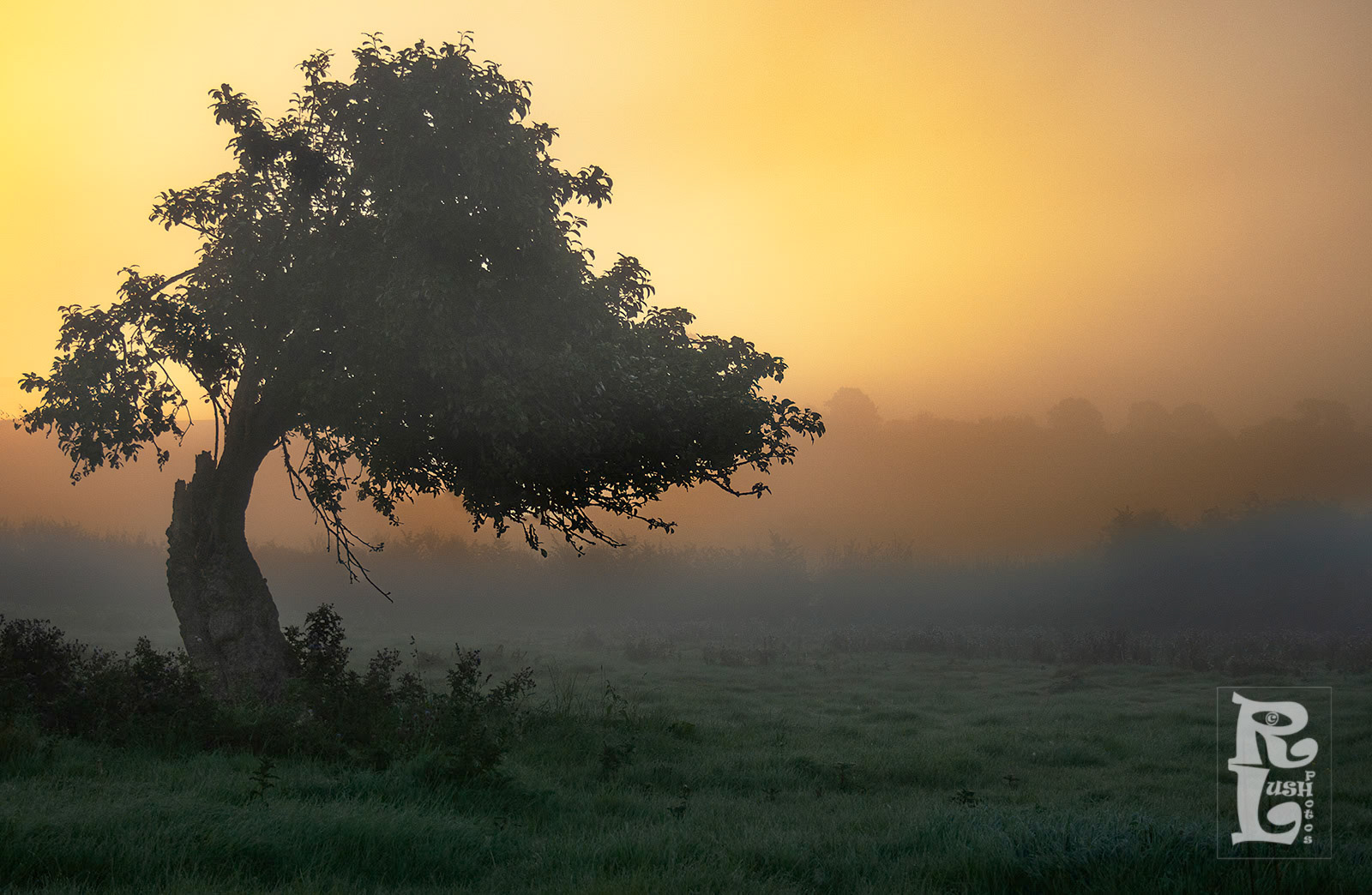 Orchard Sunrise
