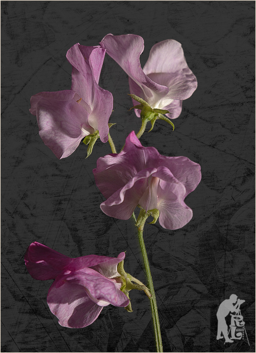 Sweet Peas