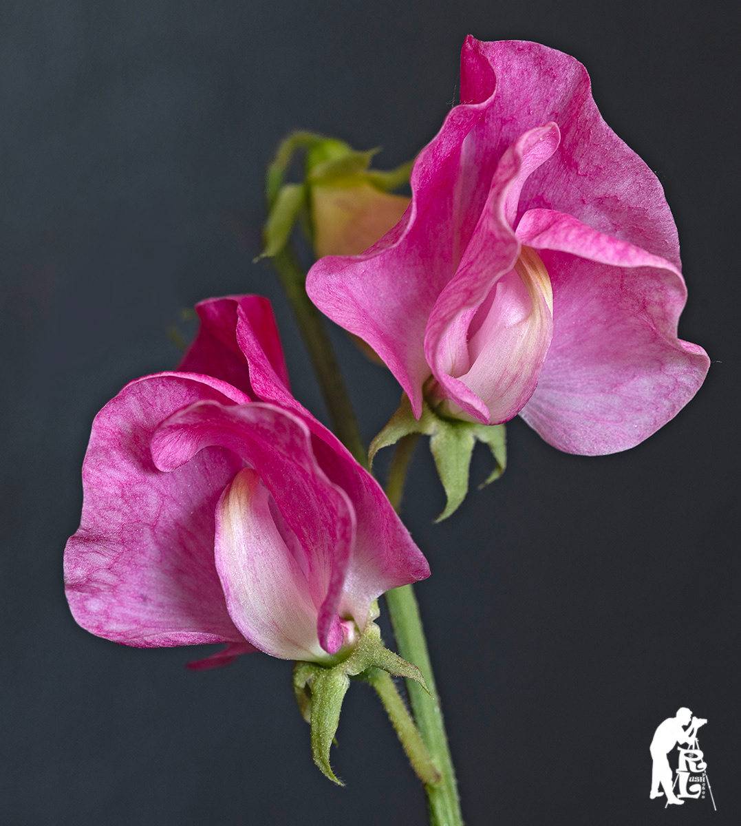 Sweet Pea Study