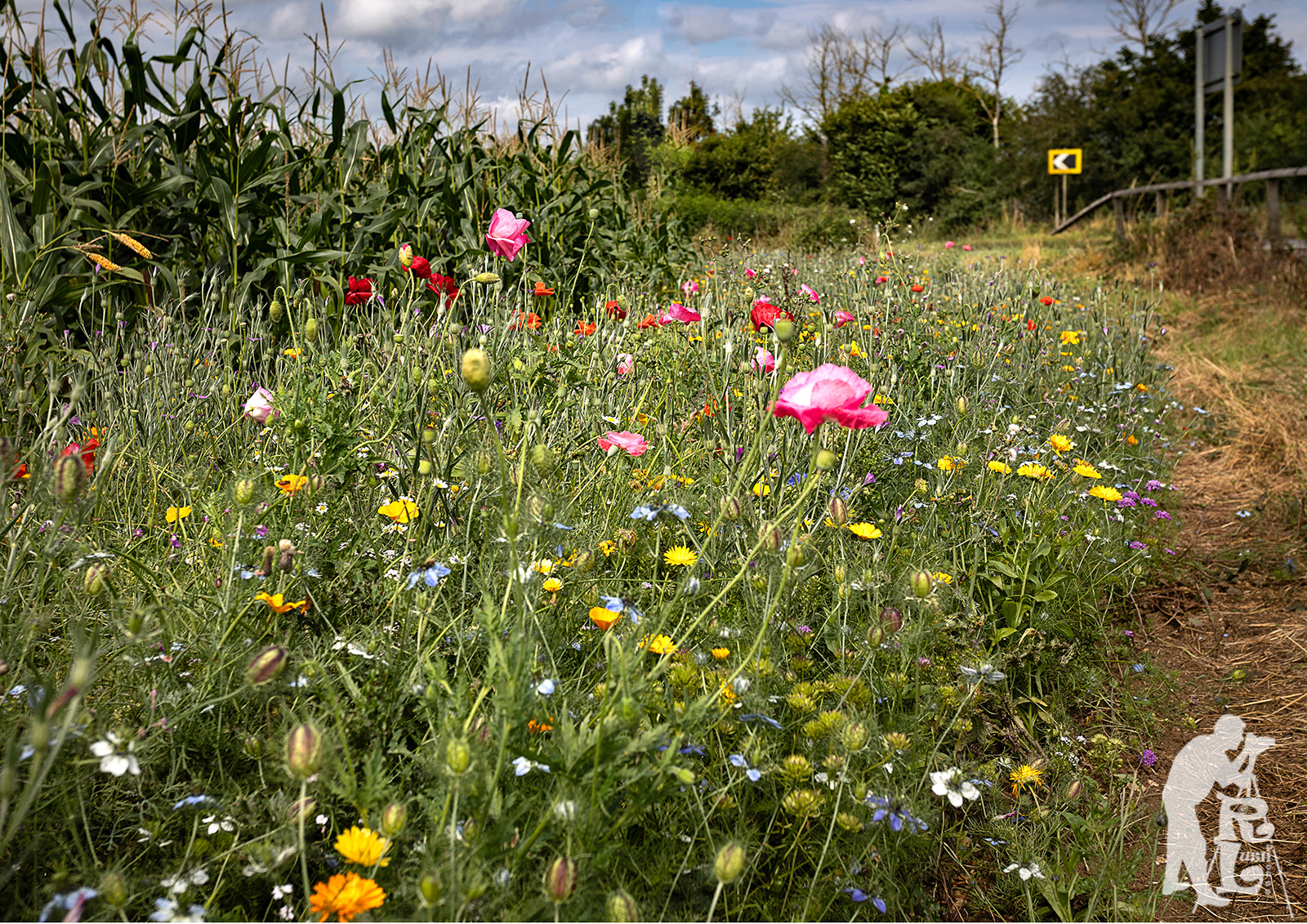 Wild Flower Margin (1)