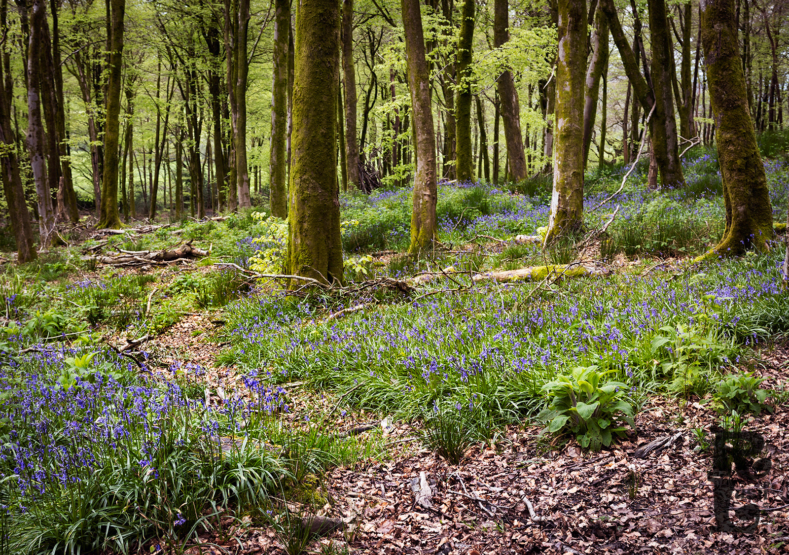Bluebell Carpet