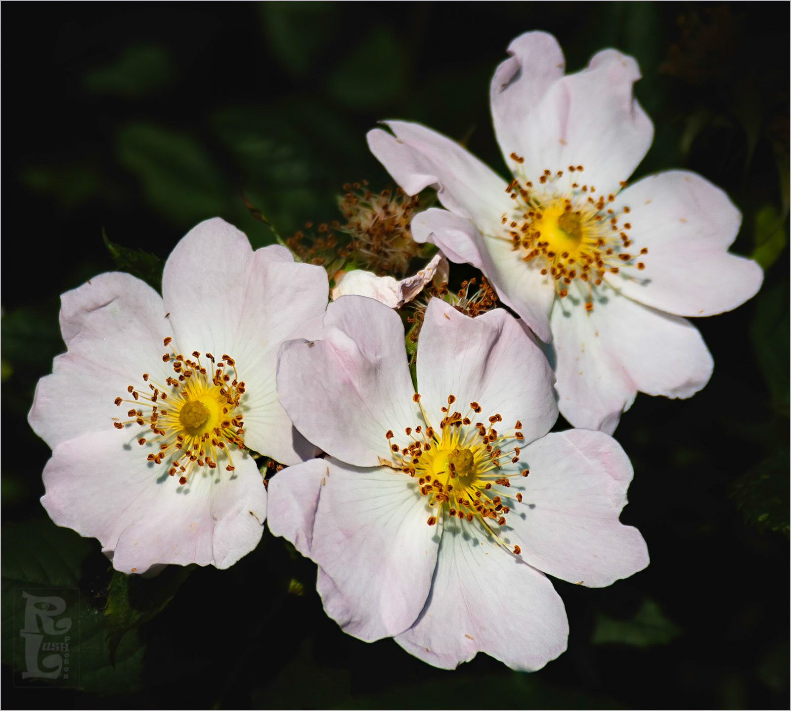 Dog Rose Blossom