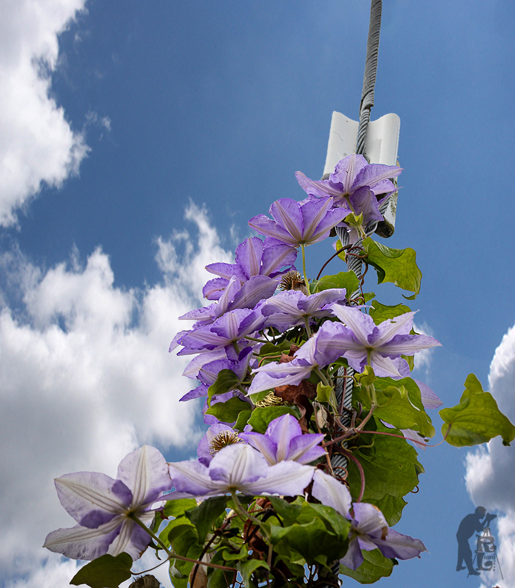 Reaching for the sky