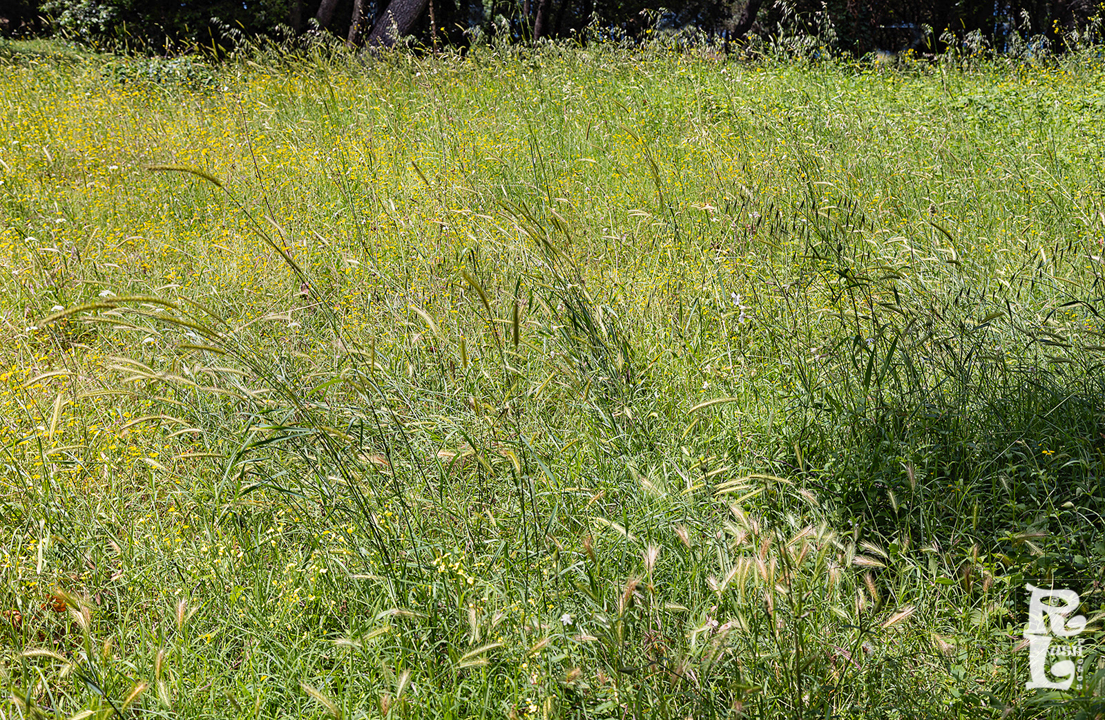 Grass