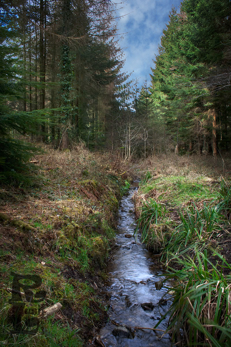 Woodland Stream