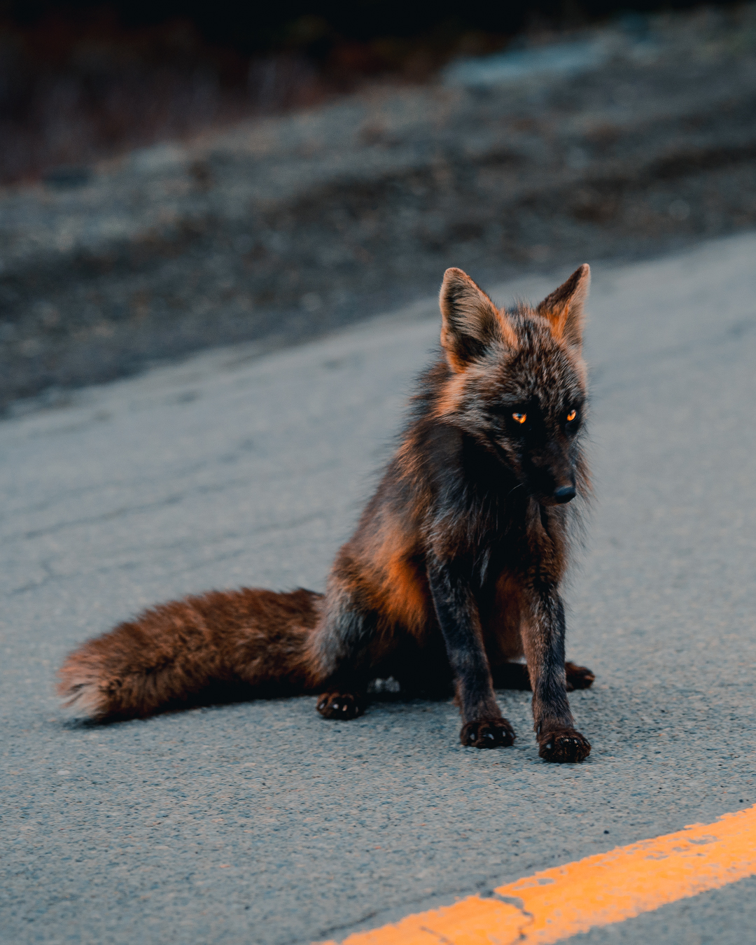 Picture of a black fox