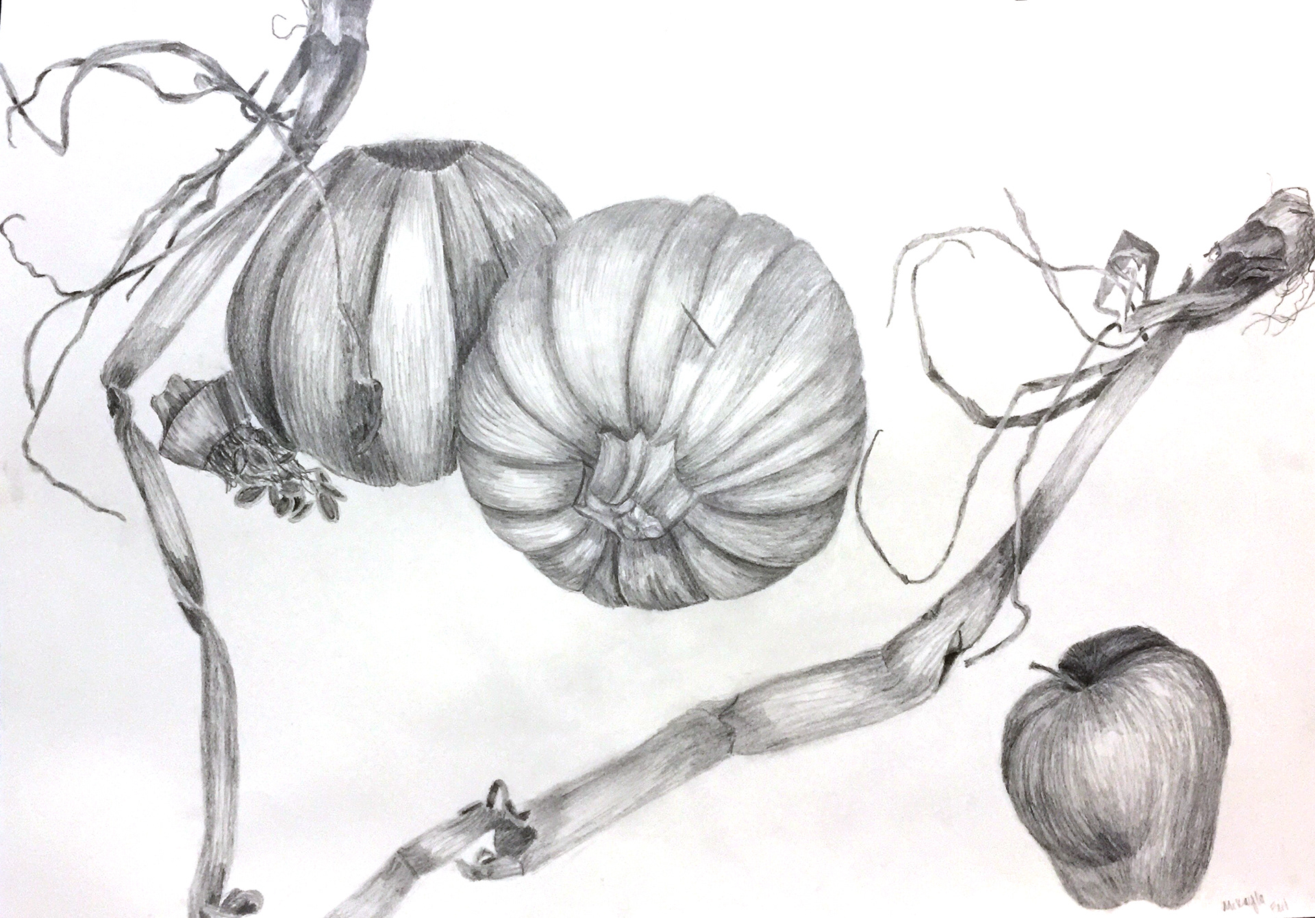 Fall still life (Graphite on paper)