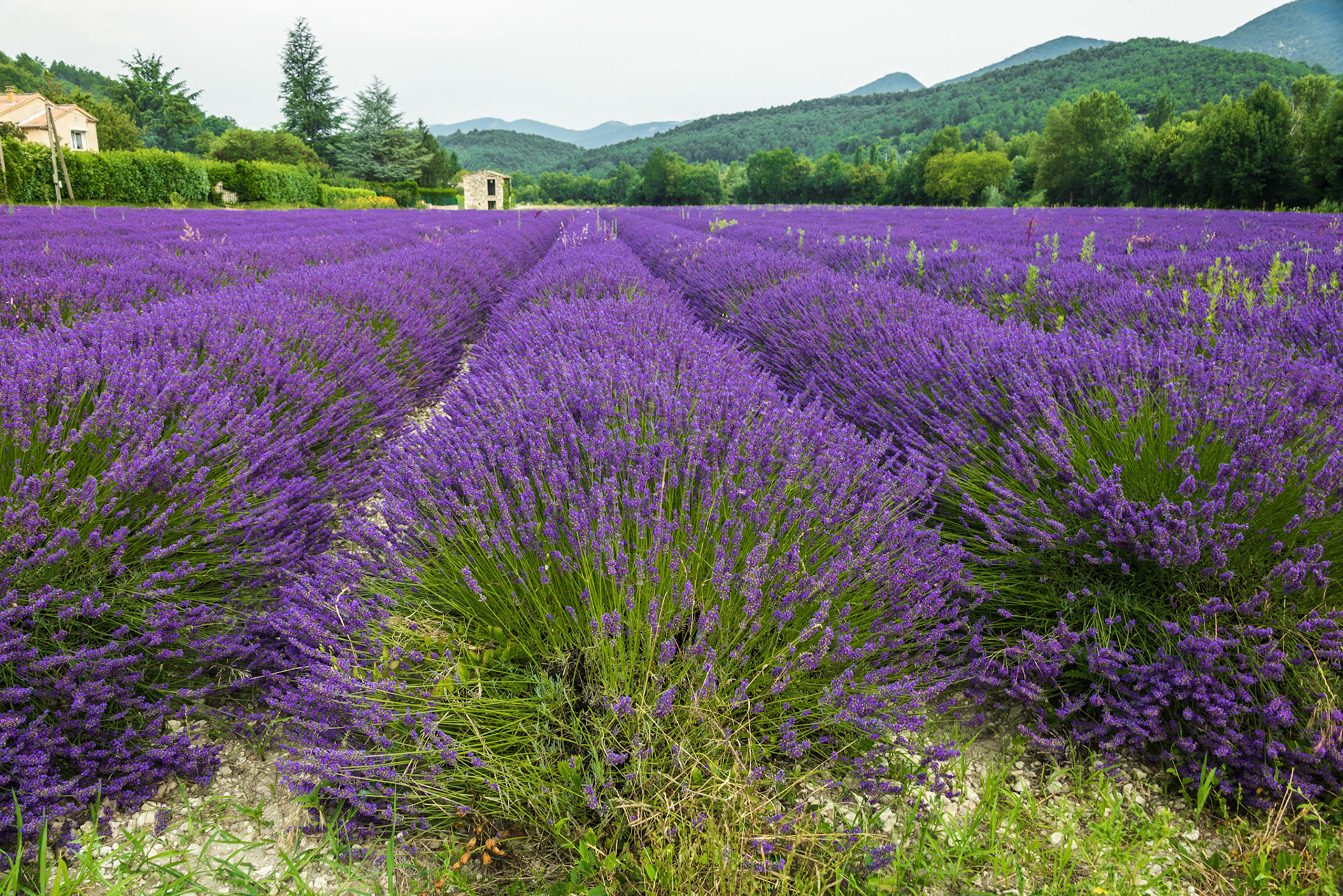 Lavender field in high Provence of France