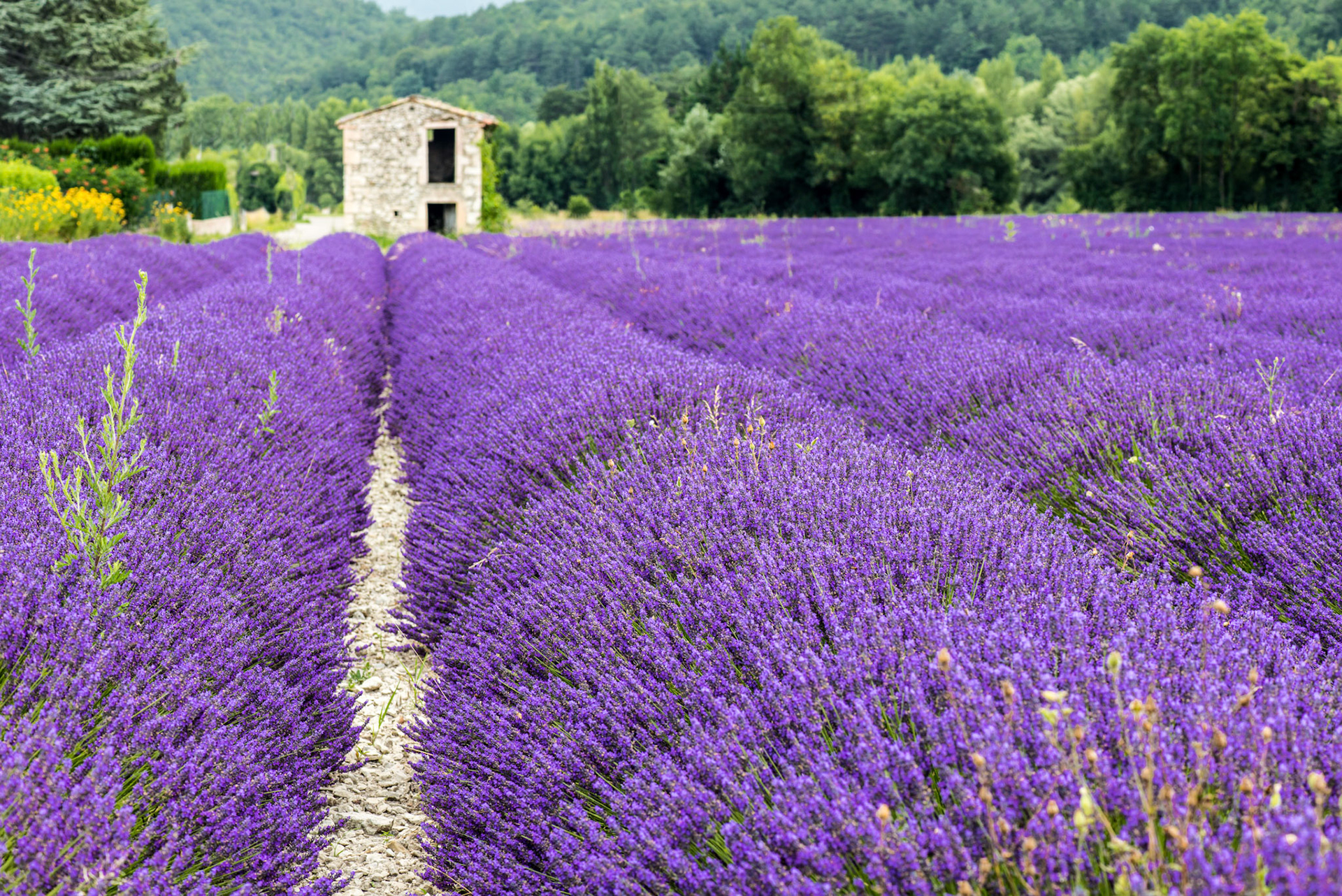 A shelter in a lavander field in Province France