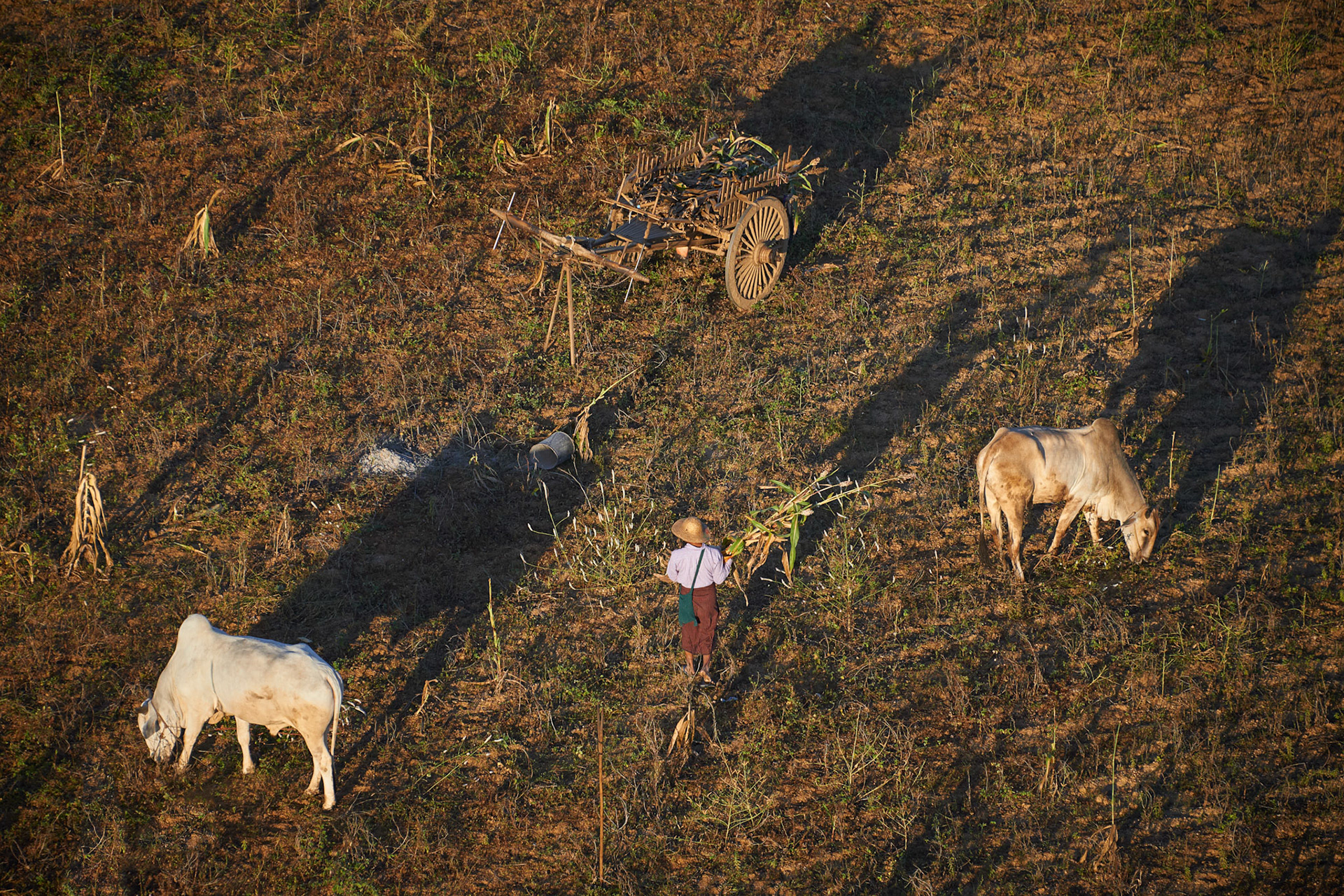 Traditional harvesting in Myanmar