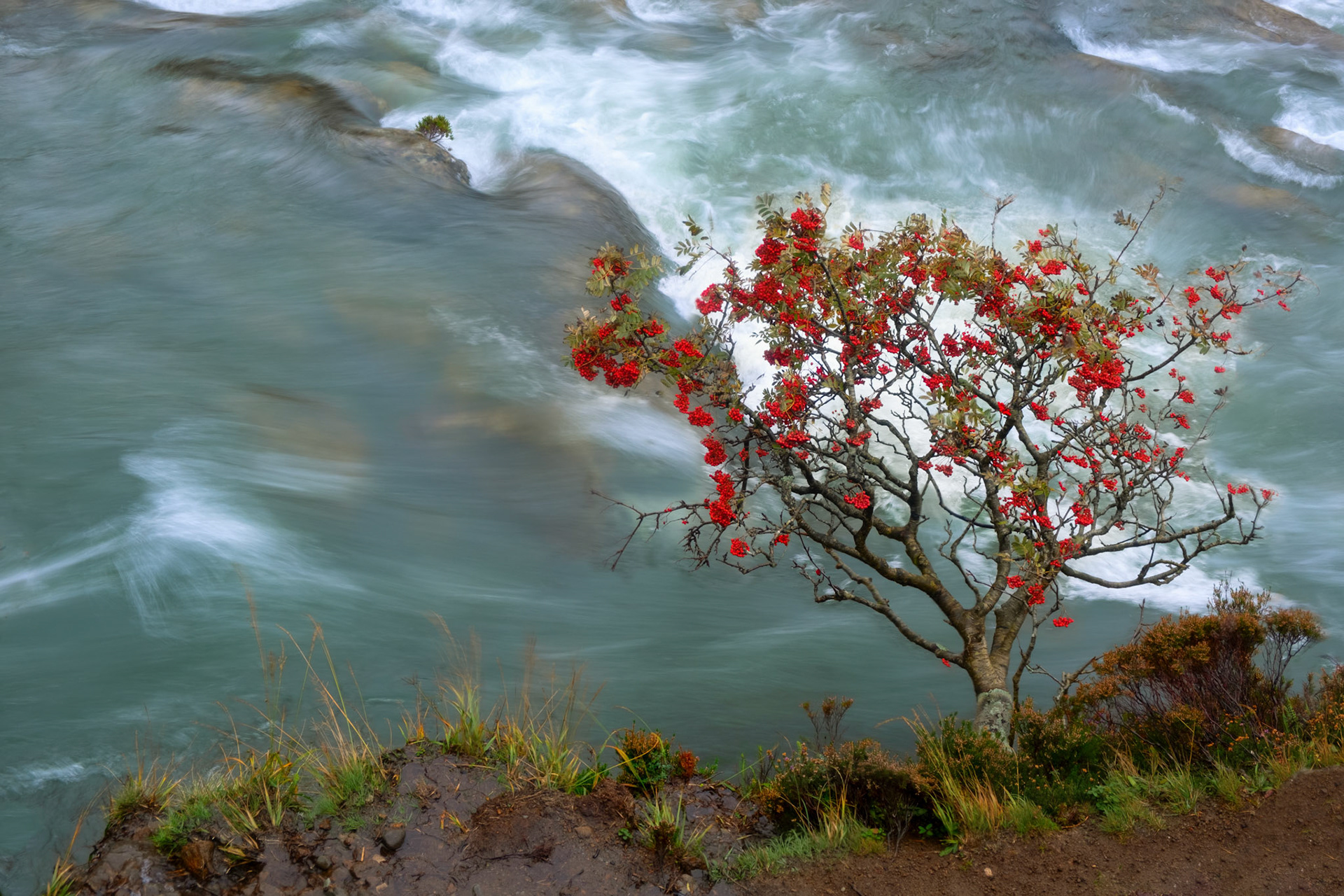 Tree with red fruits laying almost horizontally over the water