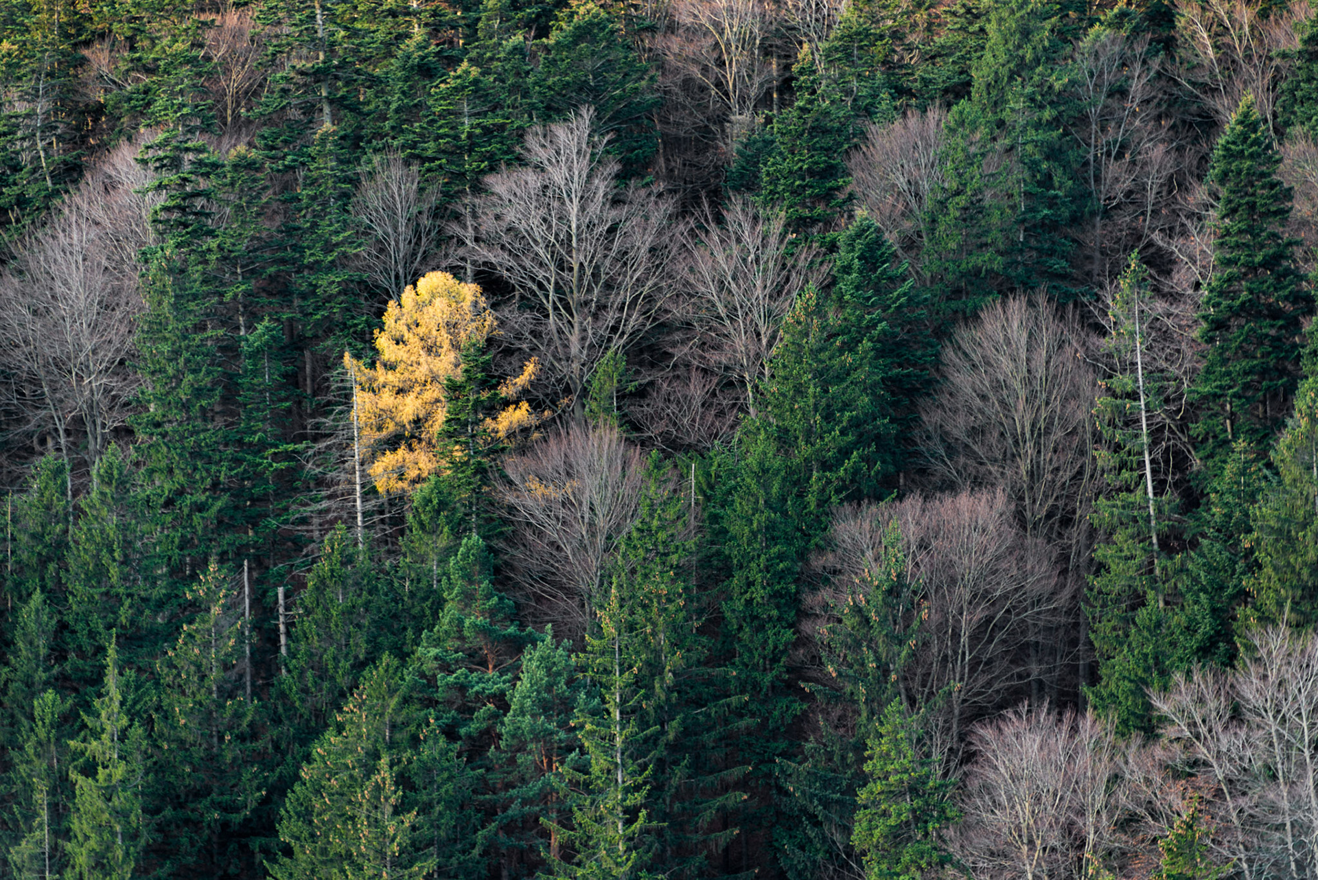 One last tree keeping its leaves