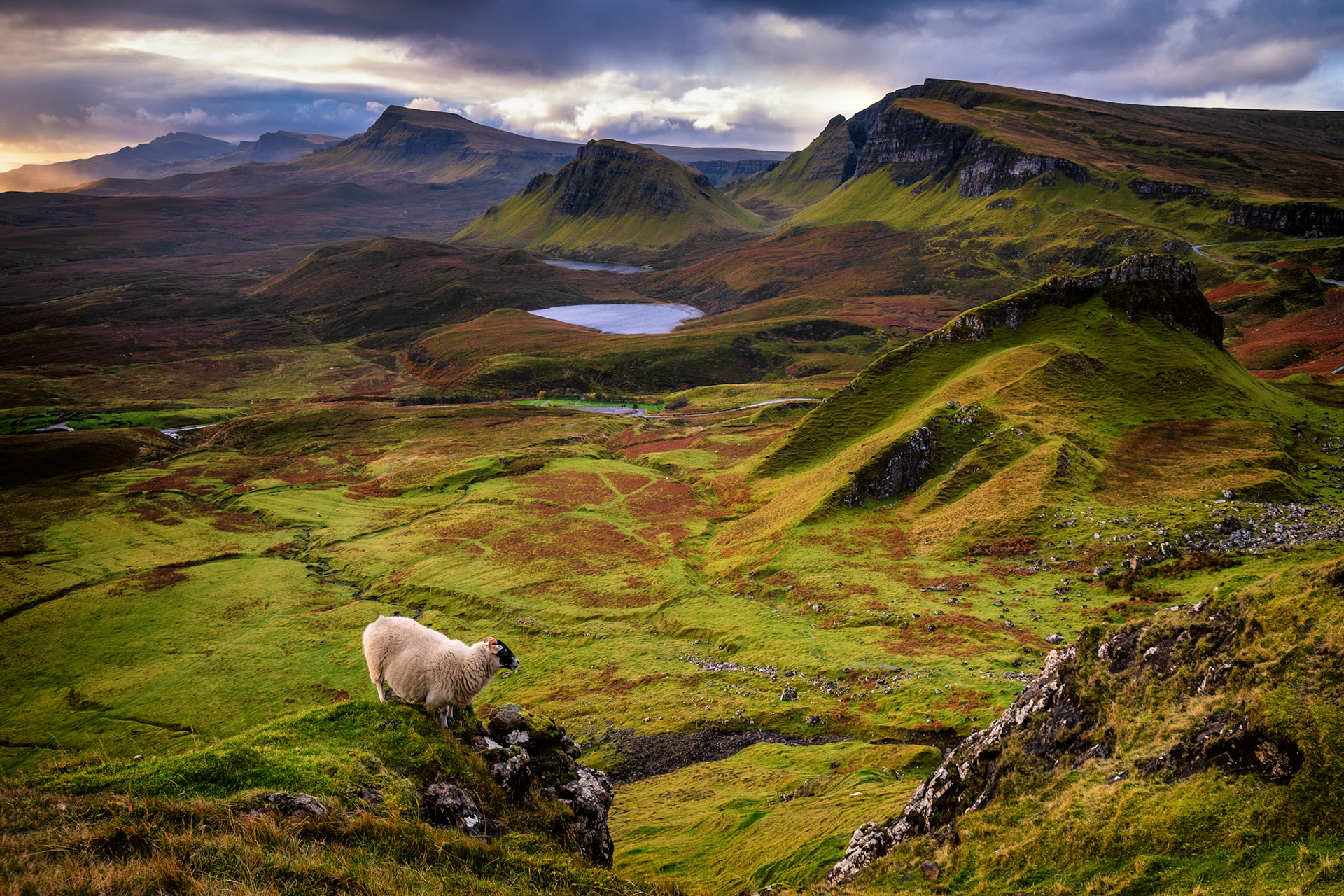 Sheep are free in Quiraing. They climb wherever they like for the precious grass.