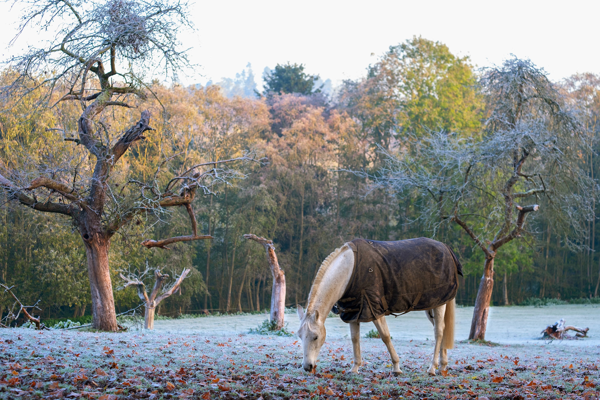 On a sunny but frozen morning the horse it eating its breakfast in the orchard