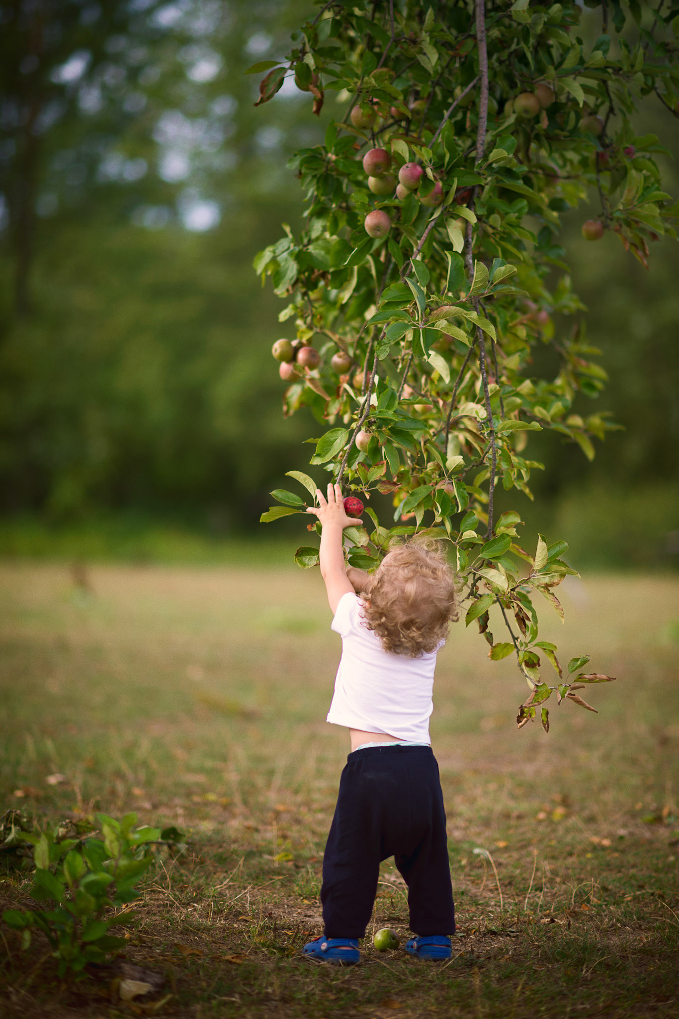 Harvesting apples first time in life