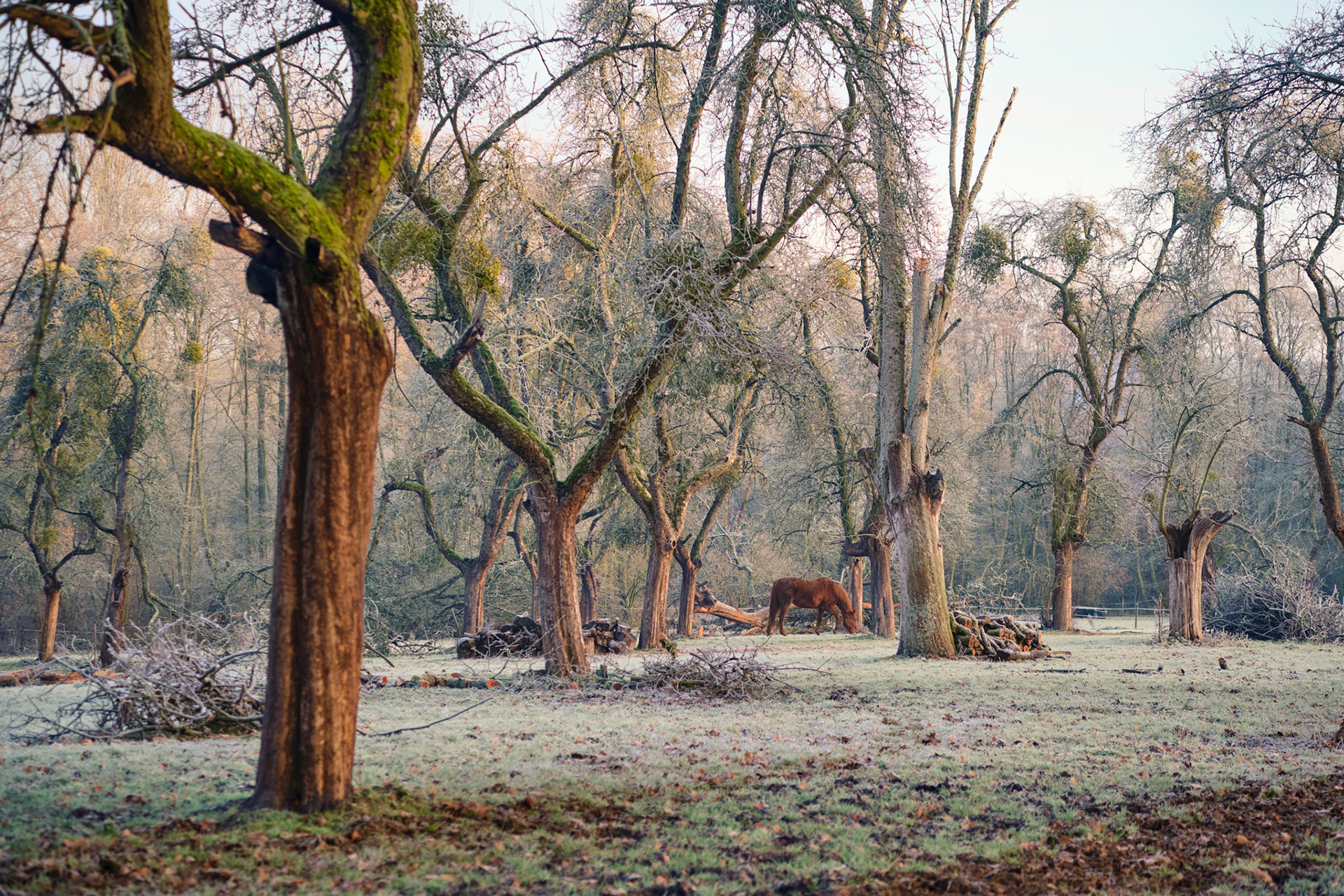 2018 Cristmas day comes in Rixensart like a beautiful tale. Almost white and full of magic.