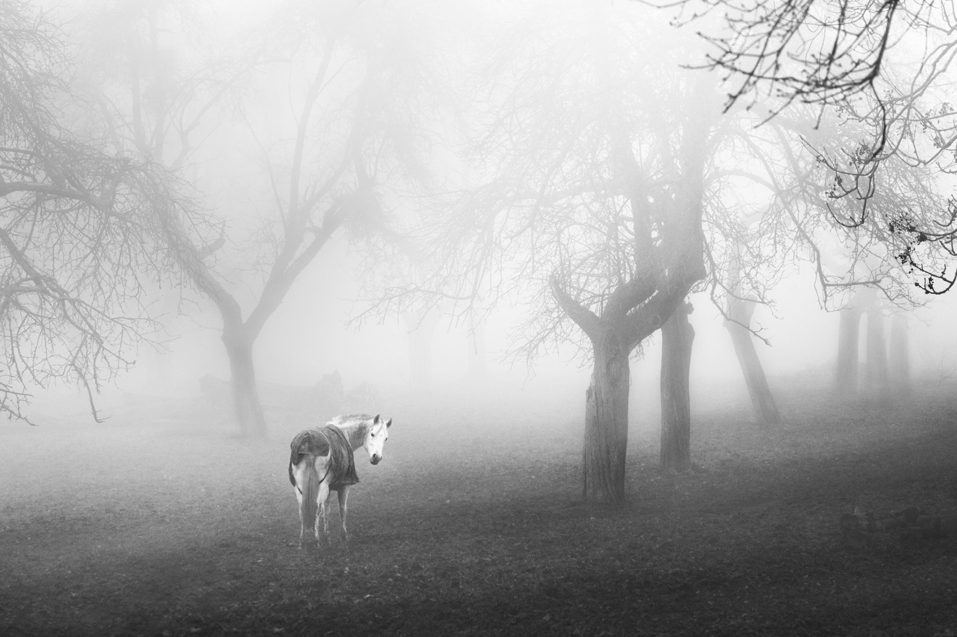 Looking for a horse? Come, ride me, I will take you in the mystic world.