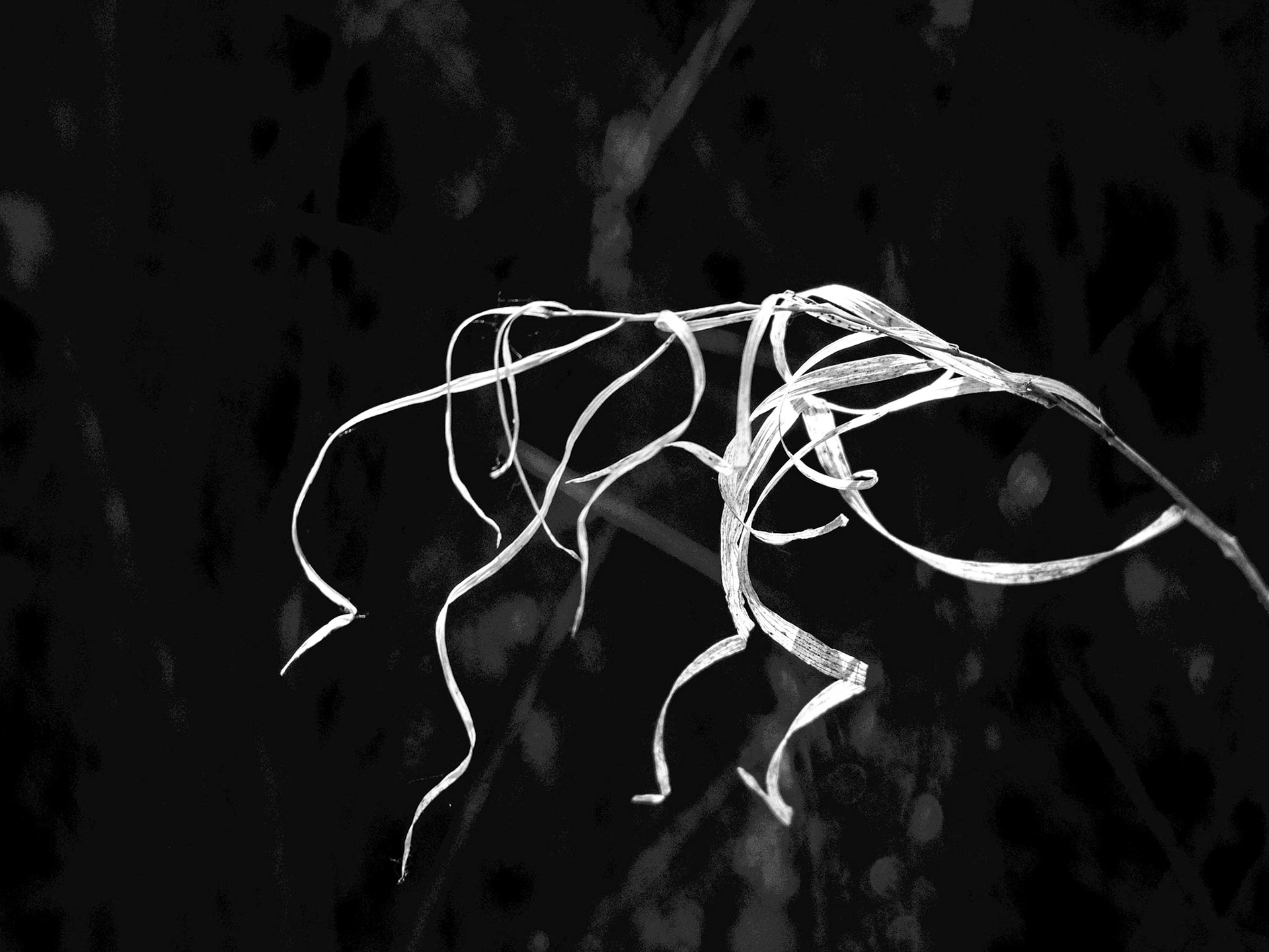 Sometimes a weed is more than just a weed