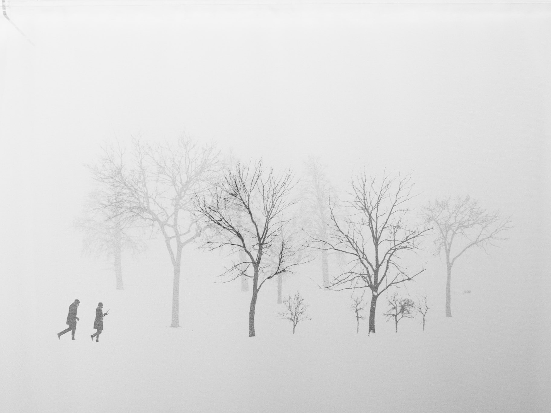 Imagine the Forest