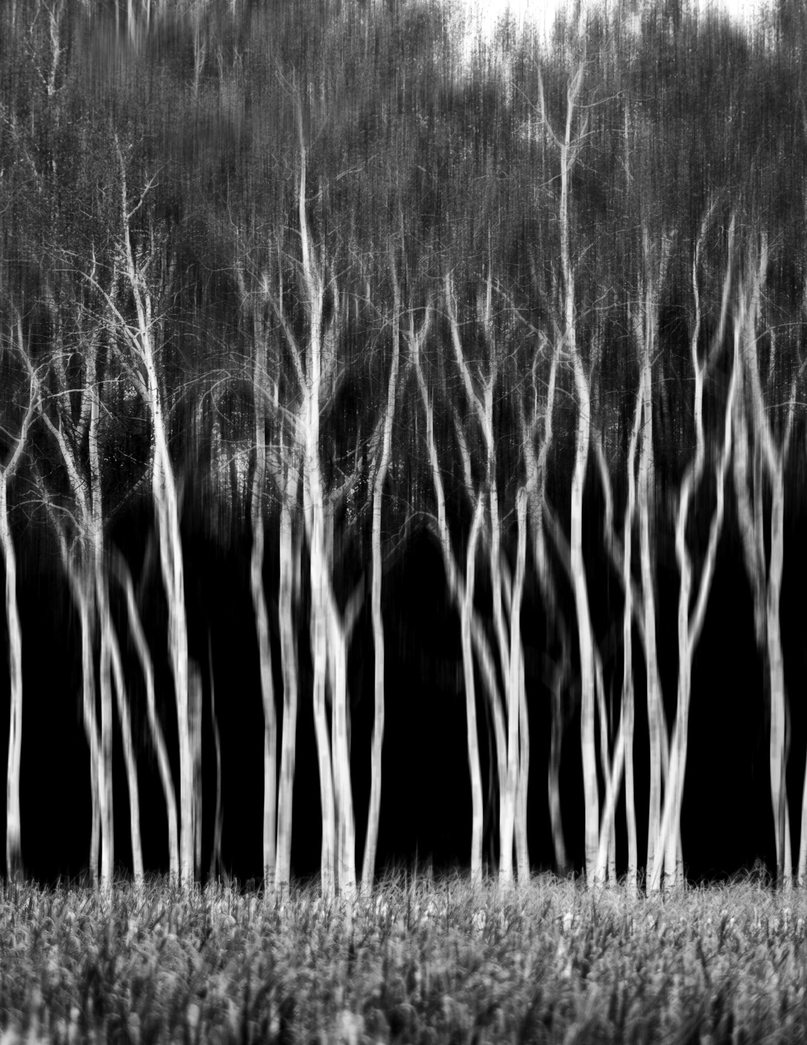 Bare trees
