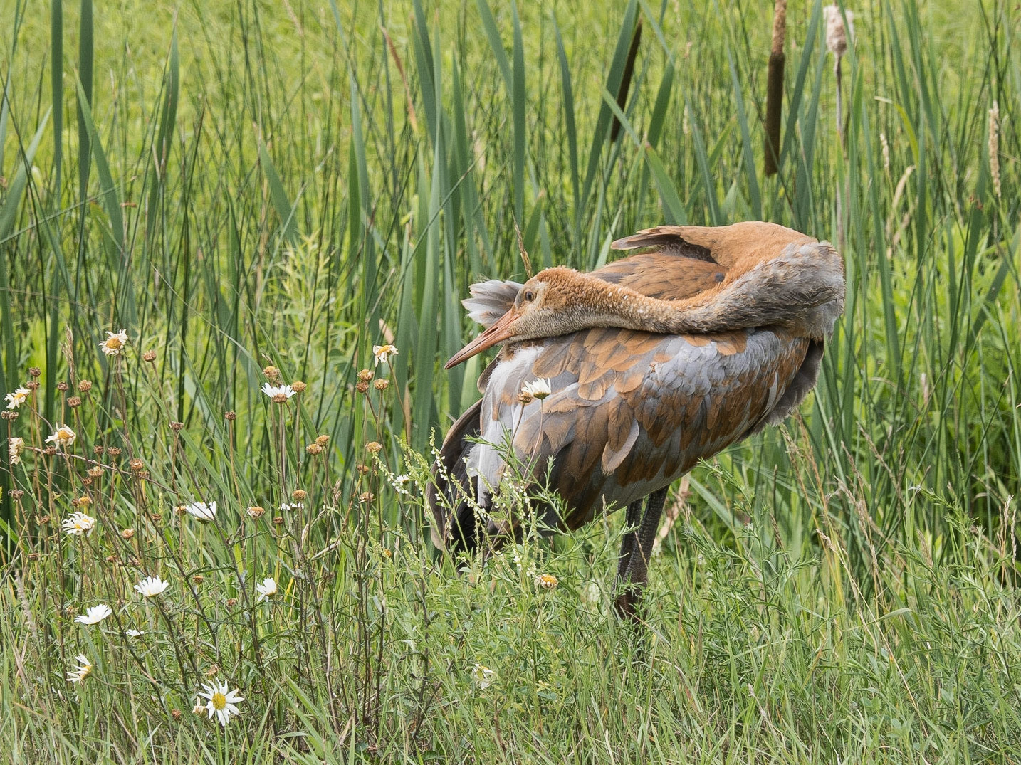 Its growing up nicely