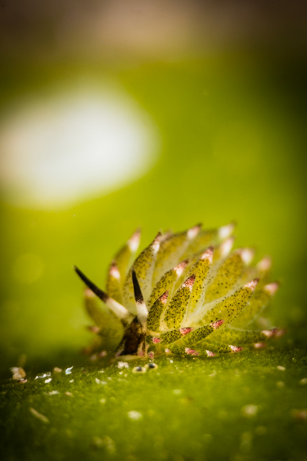 Costasiella kuroshimae